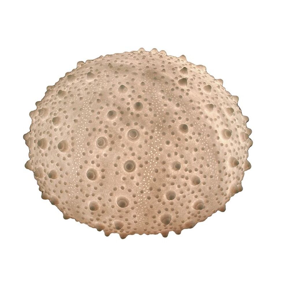 Large White Sea Urchin Coastal Accent Lamp 16 Inch Diameter